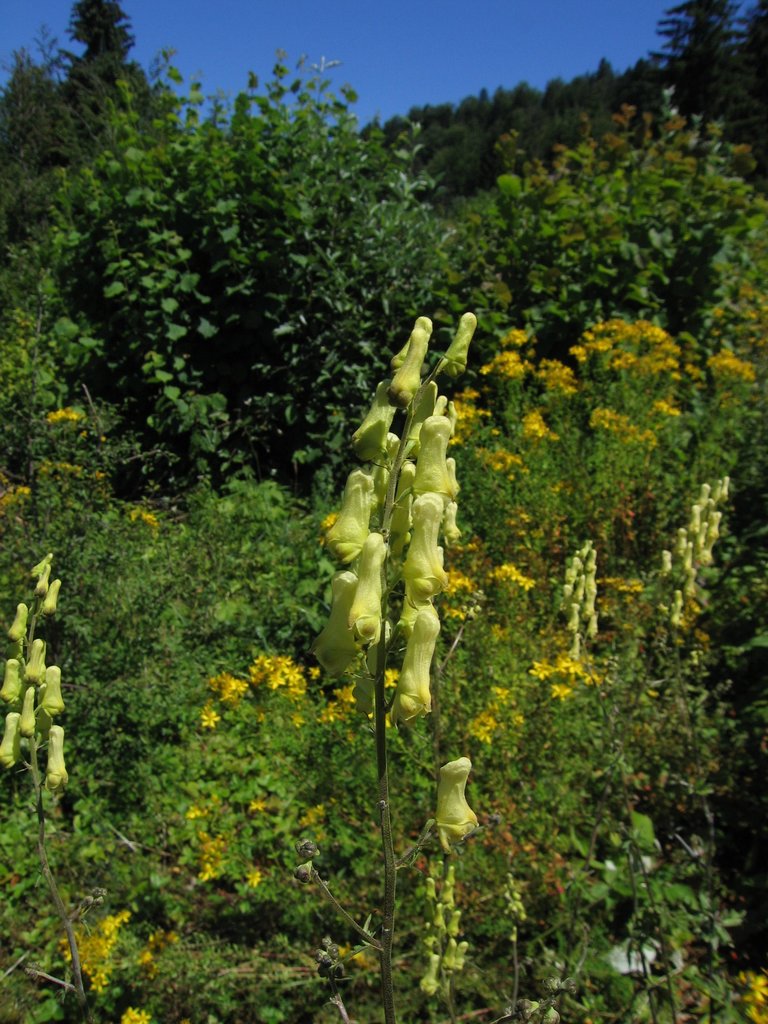 Aconitum lycoctonum
